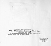 Stemphylium vesicarium image